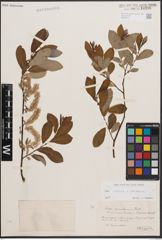 Foto von Salix cinerea L. x Salix starkeana Willd.